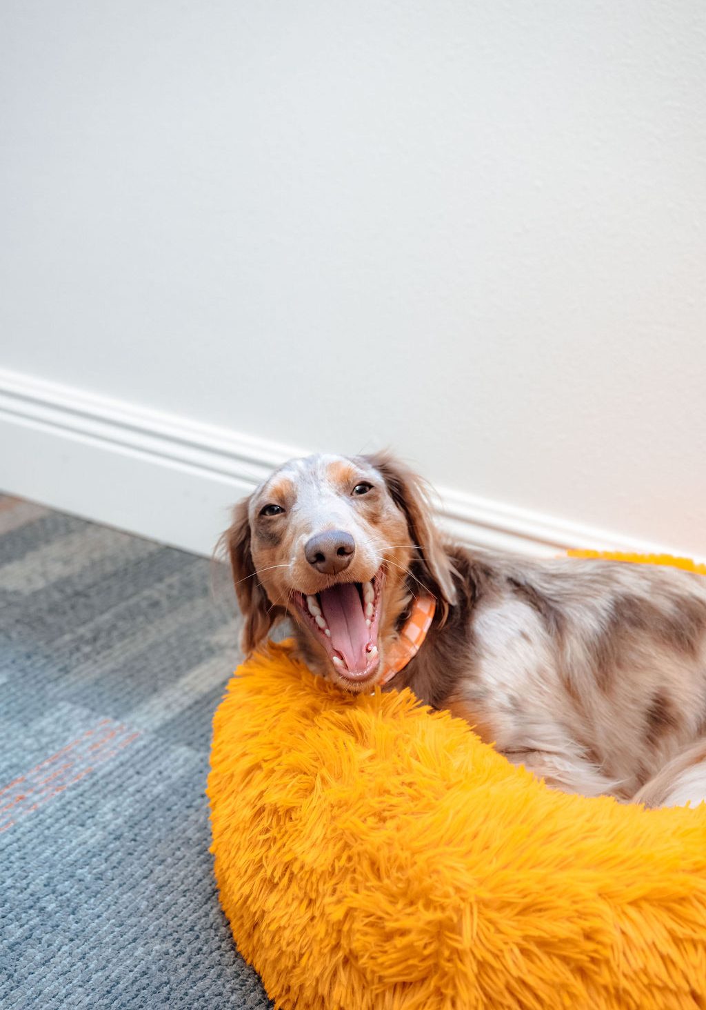 Attracct Accounting Advisors 2025